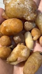 ÇAM SAKIZI (50 GRAM)