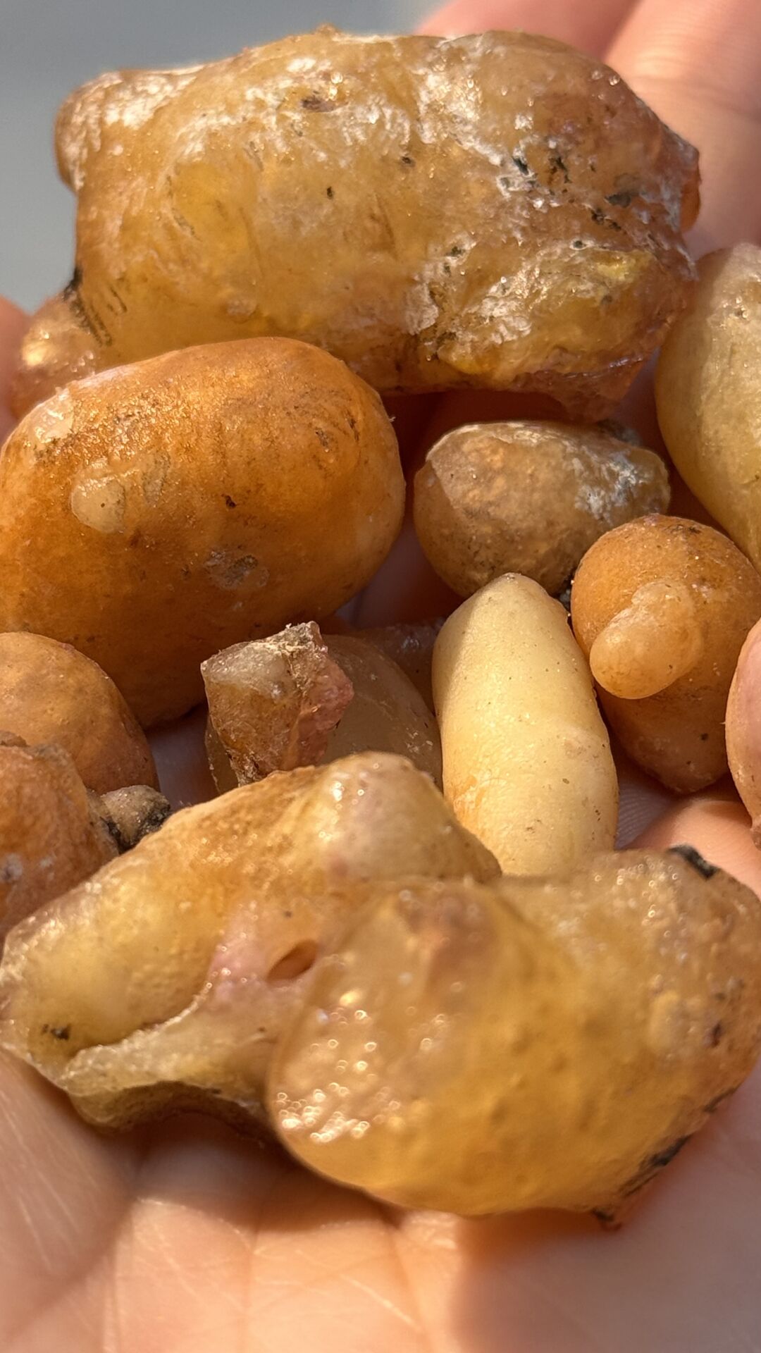 ÇAM SAKIZI (50 GRAM)